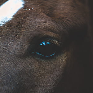 eye, pony, brown, portrait thumbnail