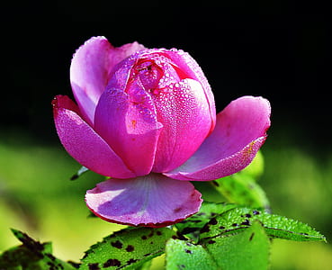 pink rose in close up photography thumbnail
