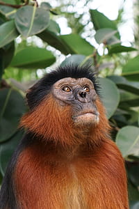 close-up photography of brown and black monkey looking up thumbnail
