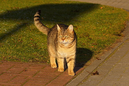 adult tabby cat on red brick pathway thumbnail