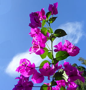 close up photography of purple petaled flowers thumbnail