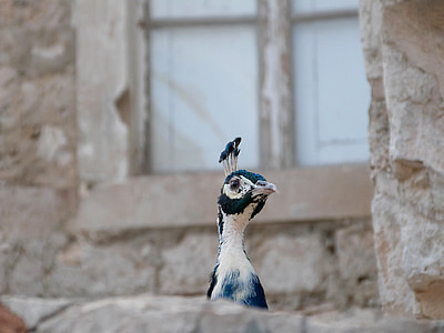 low-beaked bird perched on concrete brick thumbnail