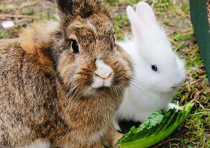two brown and white rabbits thumbnail
