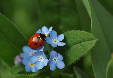 red and black Ladybug perched on blue flowers during daytime thumbnail