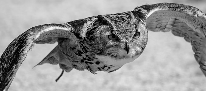 gliding owl greyscale photography thumbnail