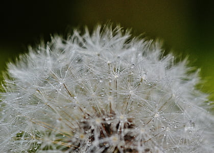 closeup photo of dandelion thumbnail
