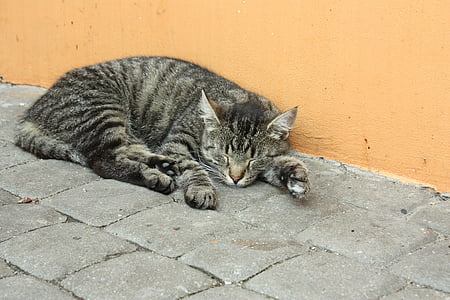 brown tabby cat laying on gray concrete pavement thumbnail