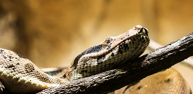 boa constrictor thumbnail