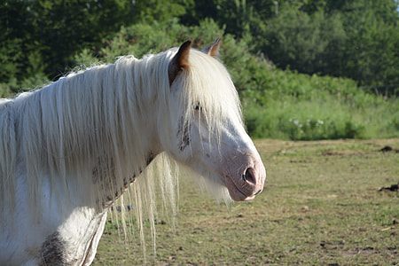 white horse near tree during daytime thumbnail