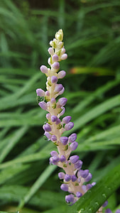 Flowers, Flower Spikes thumbnail