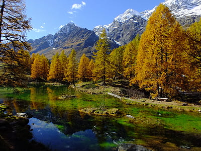 Trees Near the Mountains thumbnail