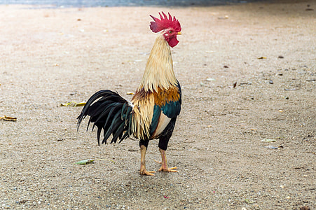 white and black rooster thumbnail