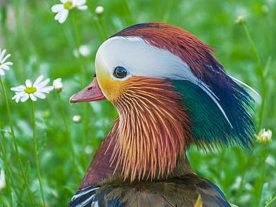 closeup photo of male mandarin duck thumbnail