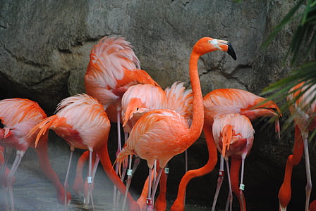 shallow focus photography of red flamingos thumbnail