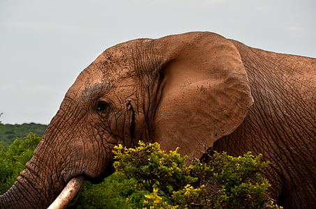 close-up photography of brown elephant thumbnail