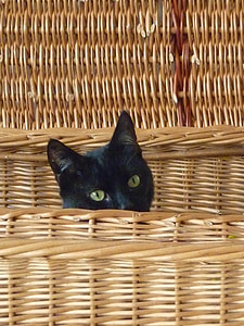 black cat in wicker basket thumbnail