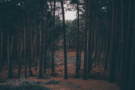 landscape photograph of woods thumbnail