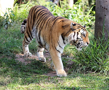 tiger near tree thumbnail