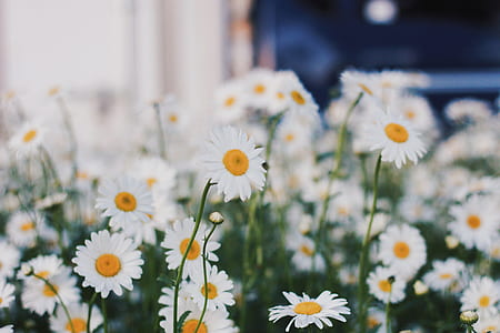 field of white daisy flowers thumbnail