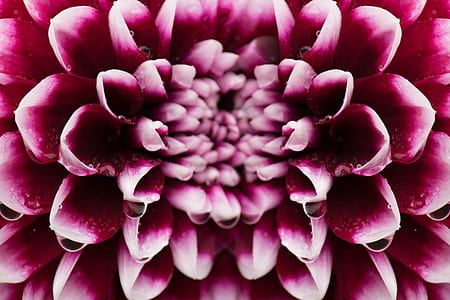 pink and white flowers thumbnail