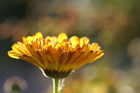 blooming yellow chrysanthemum flower thumbnail