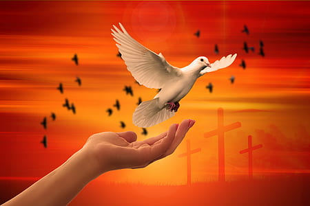 person with dove on hand thumbnail