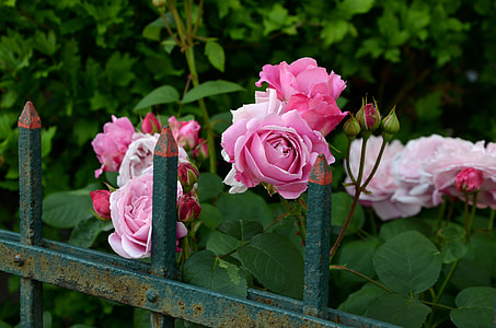 green steel fence beside pink flowers thumbnail