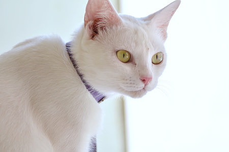 white cat against white wall thumbnail