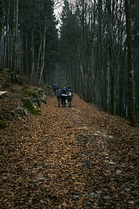 Group of Campers Walking in Middle of Forest during Sunset thumbnail