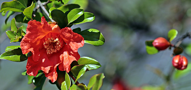 selective focus photography red petaled flowers thumbnail