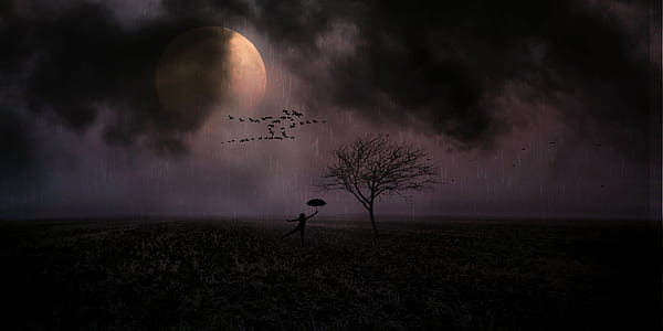 person silhouette holding umbrella near leafless tree thumbnail