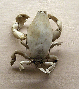 Lyreidus tridentatus - a species of crab thumbnail