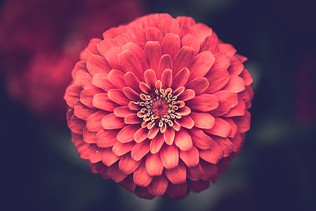 red flower photography thumbnail