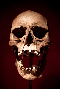beige skull decor thumbnail