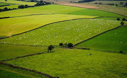 green grass field thumbnail