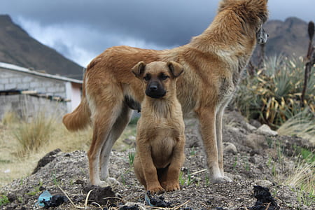 brown dog and puppy standing on stock of gray sand at daytime thumbnail