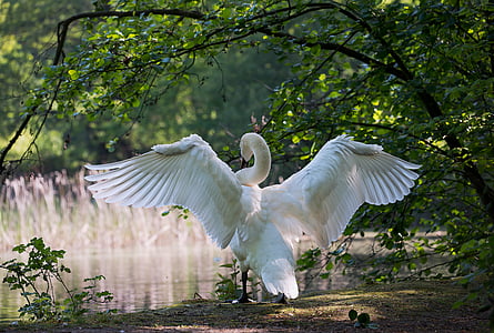 shallow focus photography if white swan thumbnail