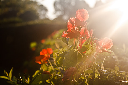 red petaled flowers thumbnail