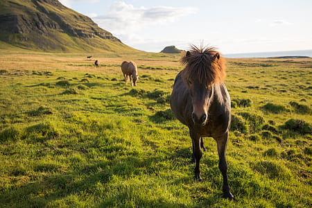 brown horse standing on grass field during daytime thumbnail