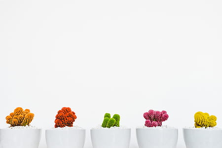 assorted plants in white ceramic pots thumbnail