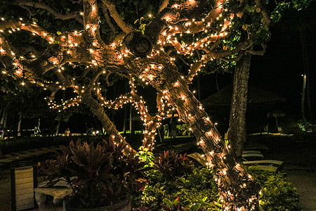 orange string lights on tree thumbnail