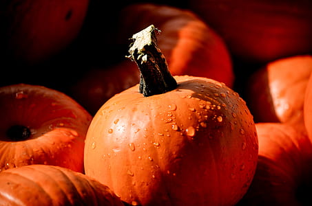 bunch of pumpkins thumbnail