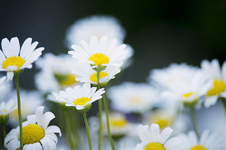 selective focus photography of white daisy flowers thumbnail