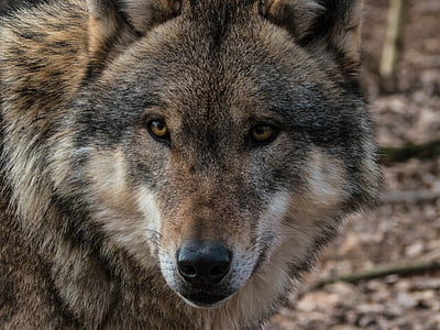 gray wolf in tilt shot photography thumbnail