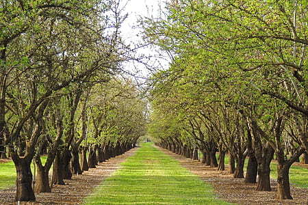 straight pathway between inline trees thumbnail