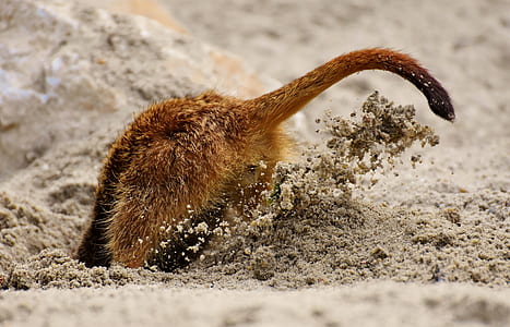 animal digging hole on the sand during daytime thumbnail