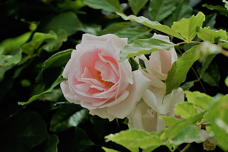 shallow focus photography of white and pink flower thumbnail
