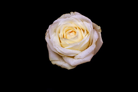 closeup photo of white rose flower thumbnail