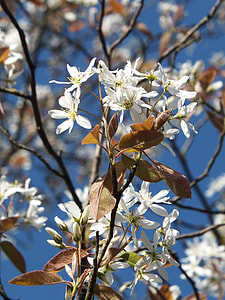 Amelanchier, Amelanchier Laevis thumbnail