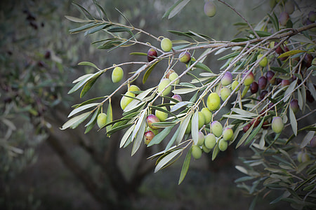green fruits hanging on tree thumbnail